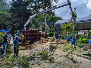 Alcaldía de Ibagué atiende emergencia por caída de árbol en parque principal de Villa Restrepo