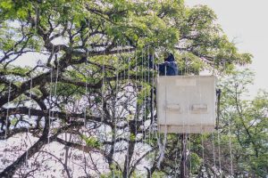 Alcaldía de Ibagué inició instalación de alumbrado navideño sobre la carrera Quinta